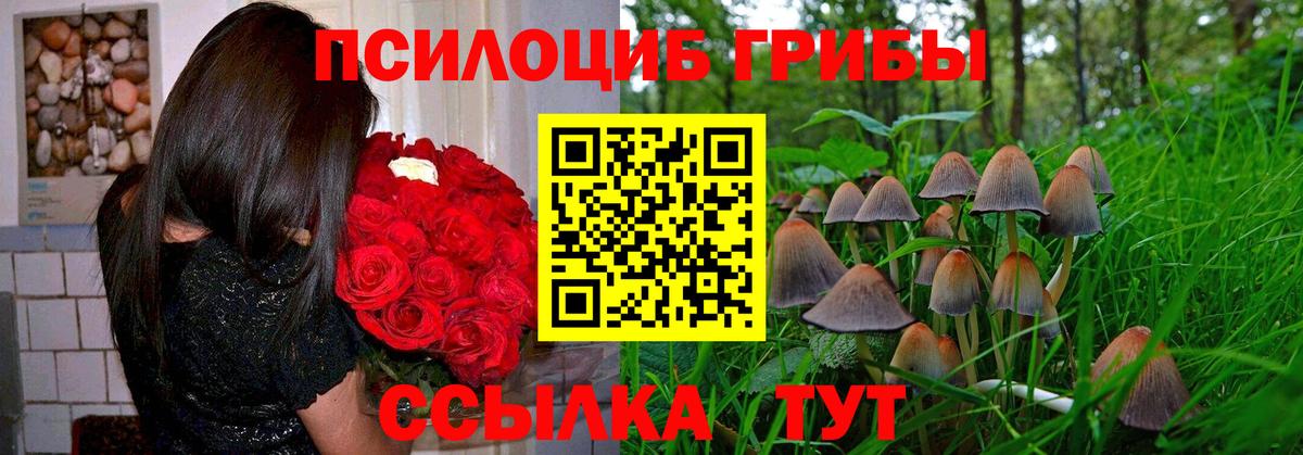 Когалым  наркотики  Вход с VPN  Псилоцибиновые грибы Psilocybine cubensis 