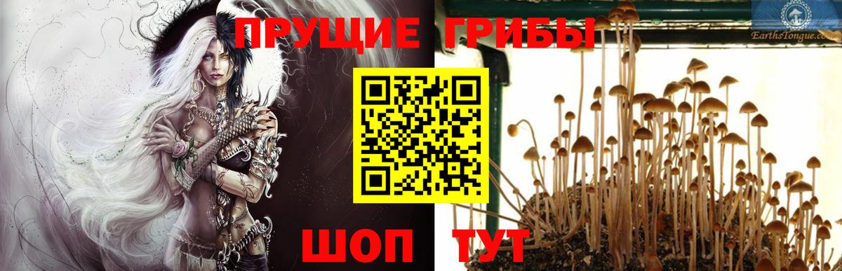 Псилоцибиновые грибы Psilocybe Когалым